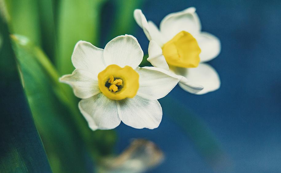 Mart çiçeği: Nergis